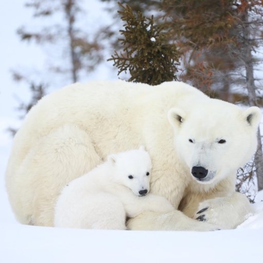Beyond Boreal Expeditions
